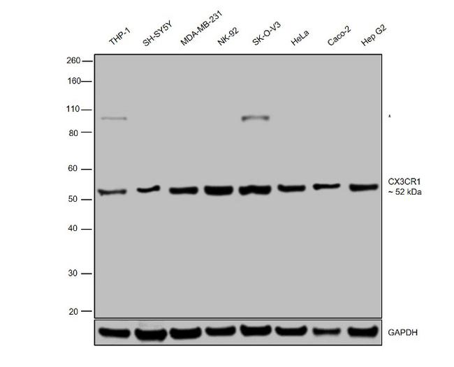 CX3CR1 Antibody in Western Blot (WB)