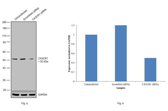 CX3CR1 Antibody in Western Blot (WB)