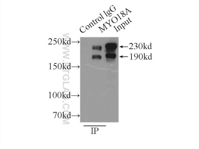 MYO18A Antibody in Immunoprecipitation (IP)