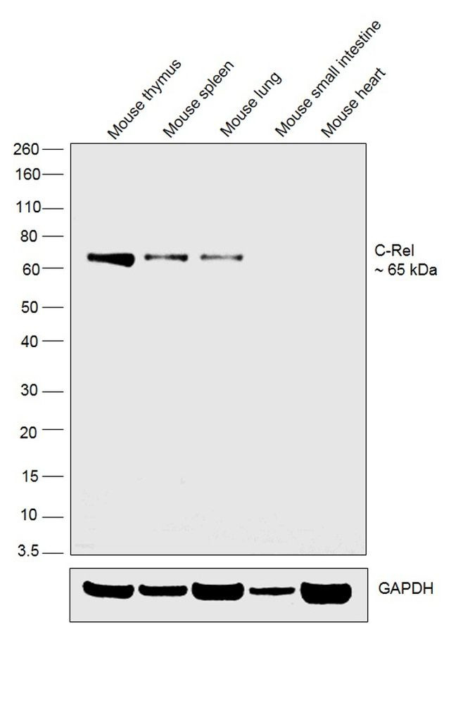 c-Rel Antibody