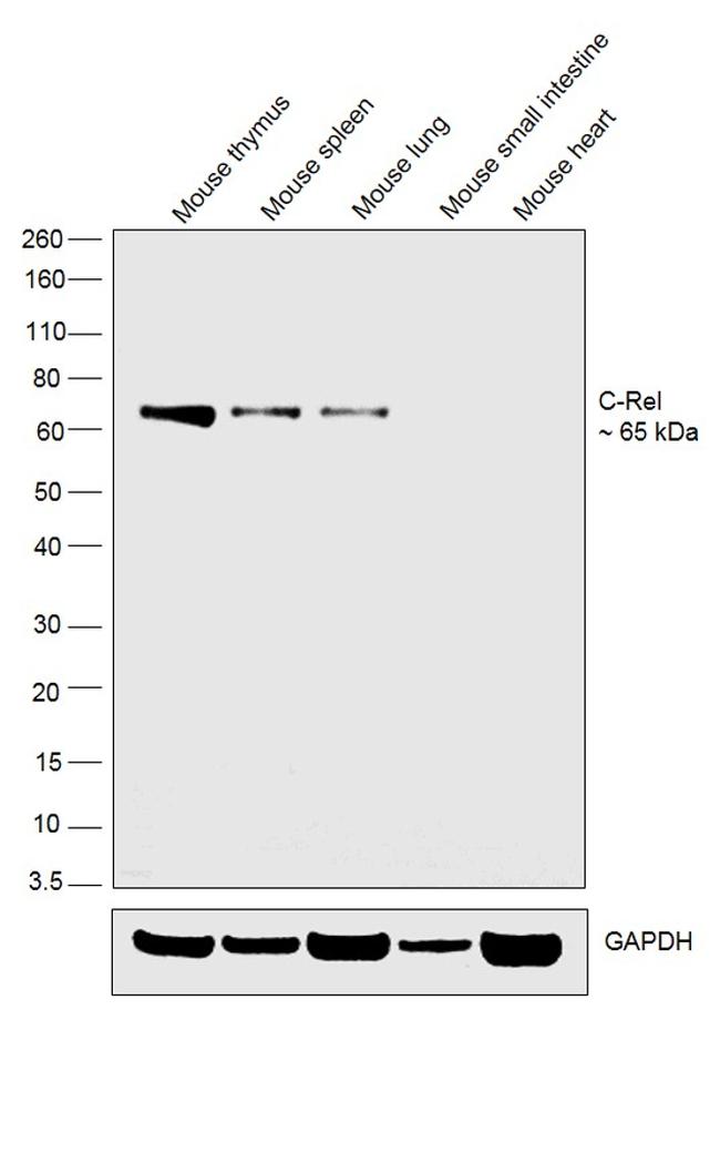 c-Rel Antibody in Western Blot (WB)