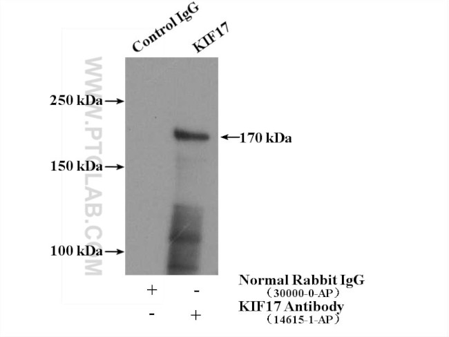 KIF17 Antibody in Immunoprecipitation (IP)