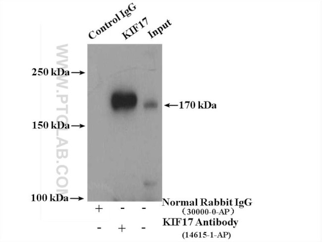 KIF17 Antibody in Immunoprecipitation (IP)