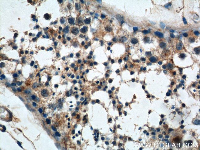 NMUR1 Antibody in Immunohistochemistry (Paraffin) (IHC (P))