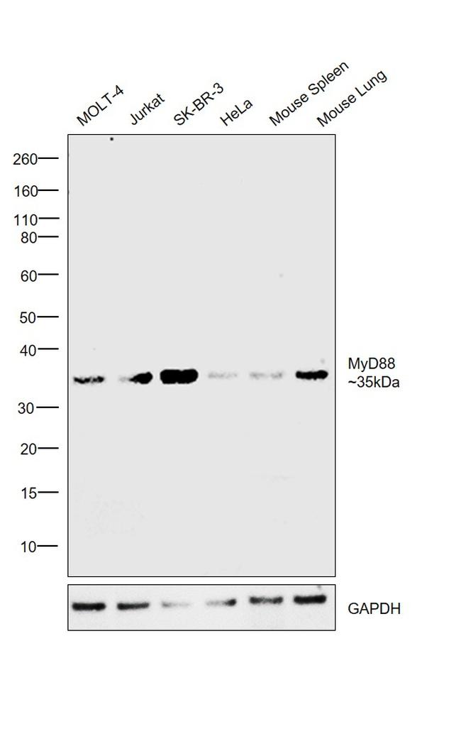 MyD88 Antibody in Western Blot (WB)