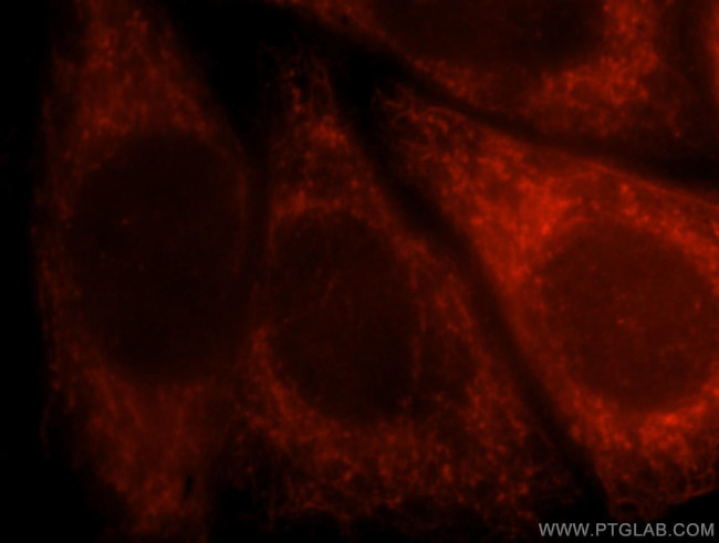 AFG3L2 Antibody in Immunocytochemistry (ICC/IF)