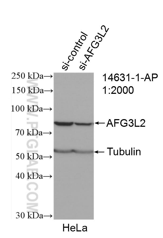 AFG3L2 Antibody in Western Blot (WB)