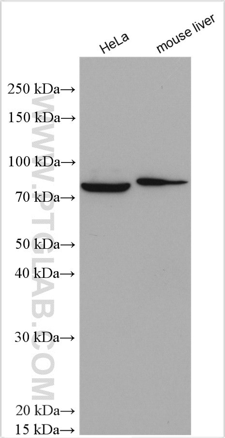 AFG3L2 Antibody in Western Blot (WB)