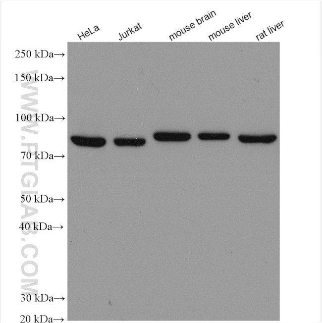 AFG3L2 Antibody in Western Blot (WB)