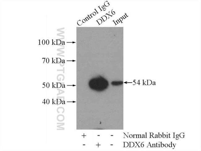 DDX6 Antibody in Immunoprecipitation (IP)