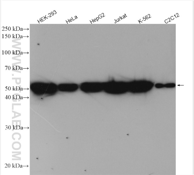 DDX6 Antibody in Western Blot (WB)