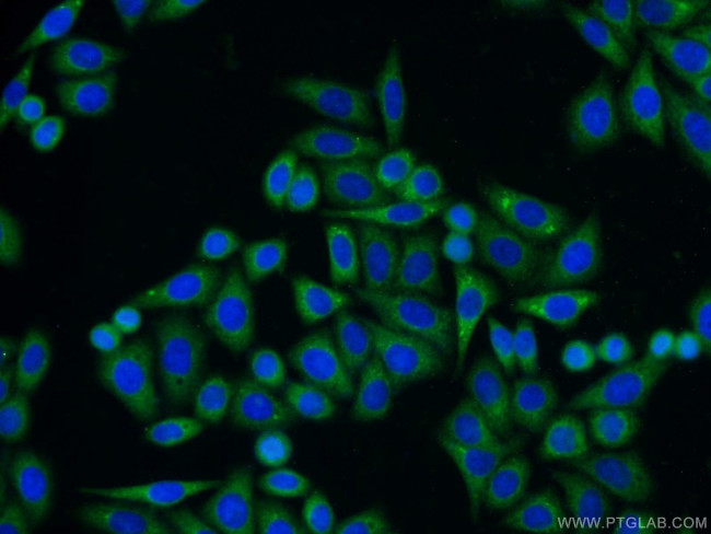 CNPY2/MSAP Antibody in Immunocytochemistry (ICC/IF)