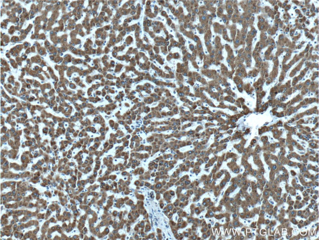 CNPY2/MSAP Antibody in Immunohistochemistry (Paraffin) (IHC (P))