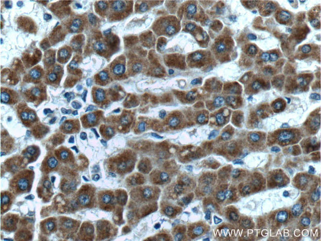 CNPY2/MSAP Antibody in Immunohistochemistry (Paraffin) (IHC (P))