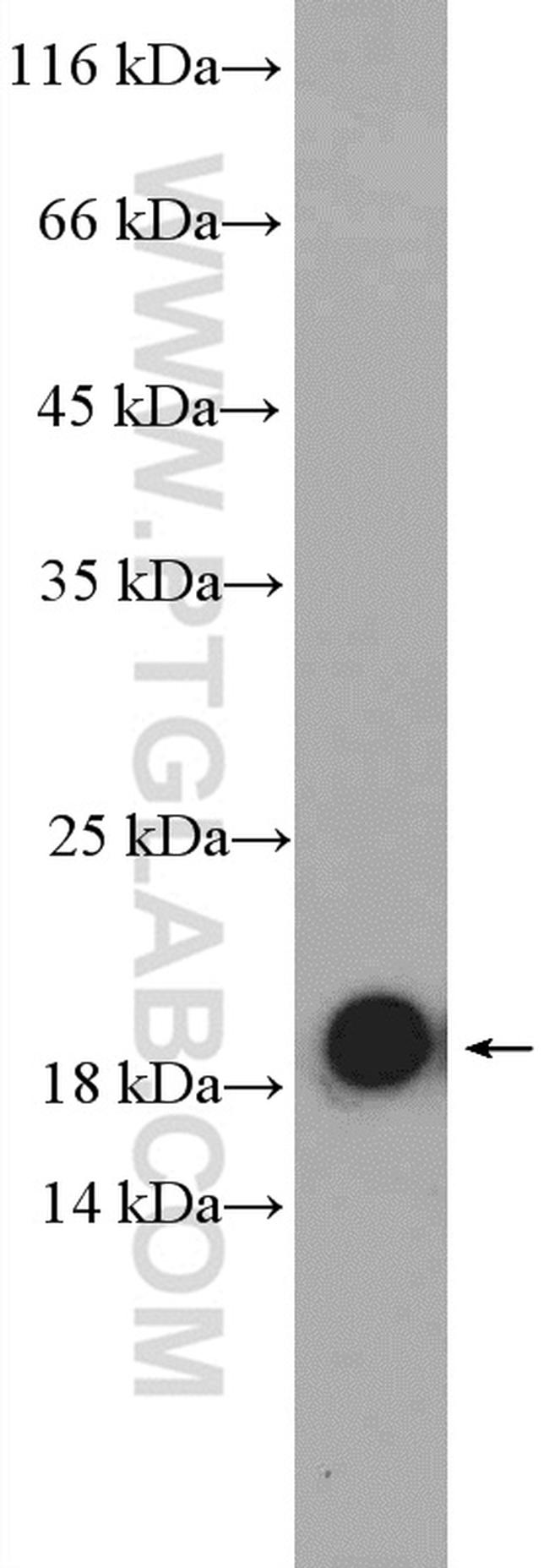 CNPY2/MSAP Antibody in Western Blot (WB)