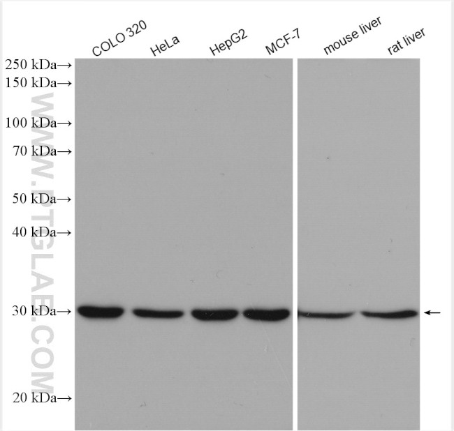 SRPRB Antibody in Western Blot (WB)