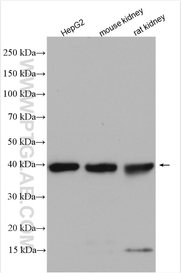 RDH10 Antibody in Western Blot (WB)