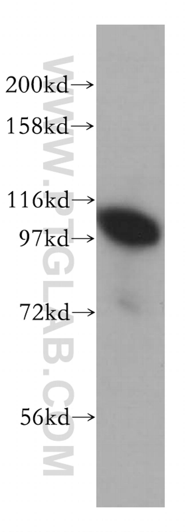 POSH Antibody in Western Blot (WB)