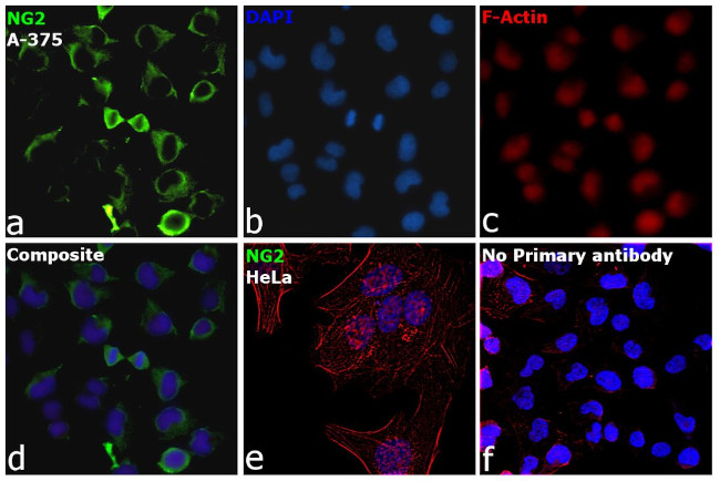 Neural/Glial Antigen 2 (NG2) Antibody