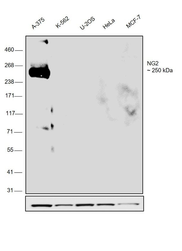 Neural/Glial Antigen 2 (NG2) Antibody