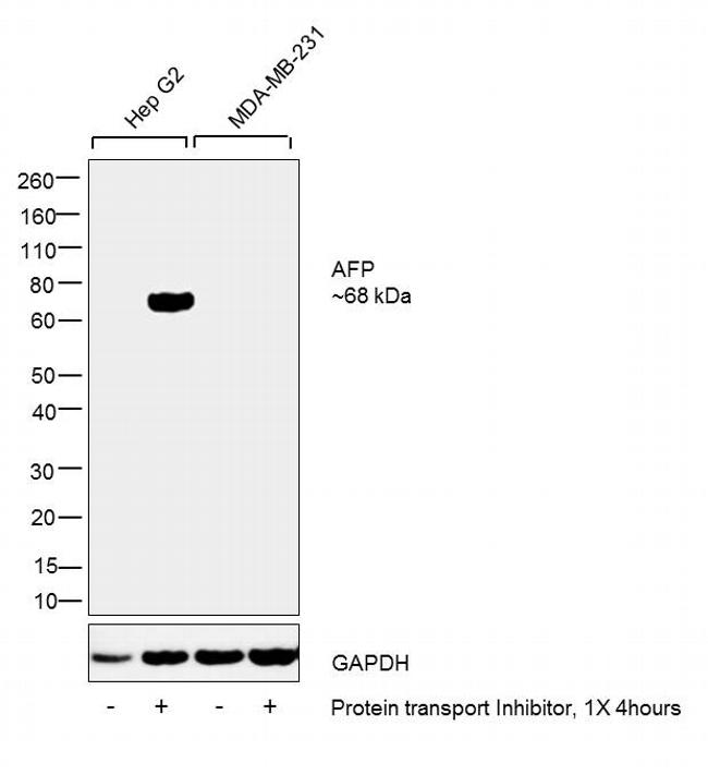 alpha-Fetoprotein Antibody in Western Blot (WB)