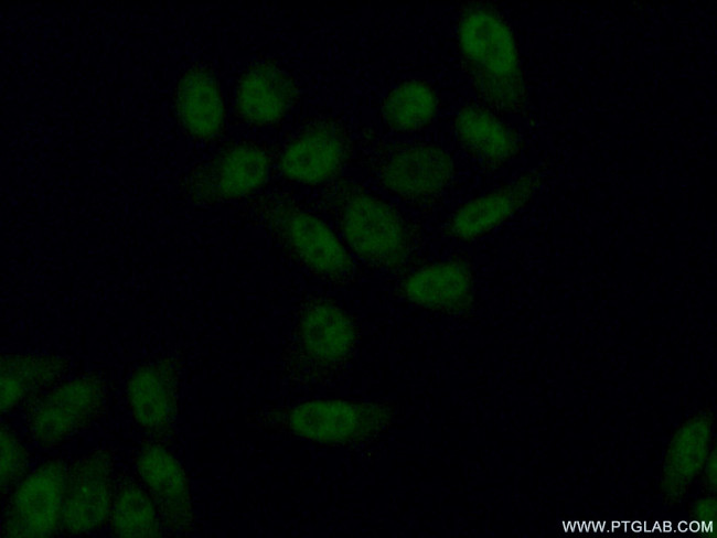 AFF4 Antibody in Immunocytochemistry (ICC/IF)