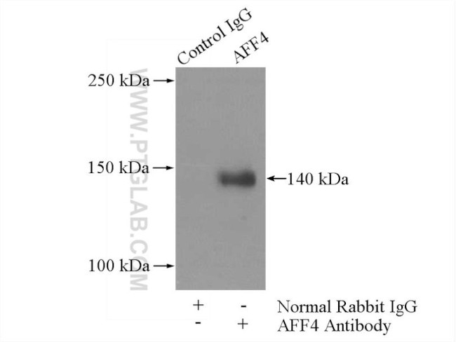 AFF4 Antibody in Immunoprecipitation (IP)