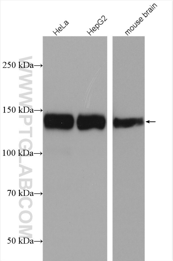 AFF4 Antibody in Western Blot (WB)