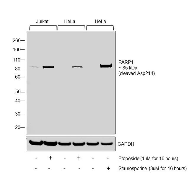 PARP1 (cleaved Asp214) Antibody in Western Blot (WB)