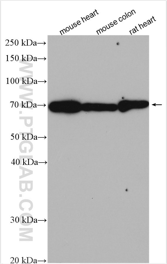 Decorin Antibody in Western Blot (WB)