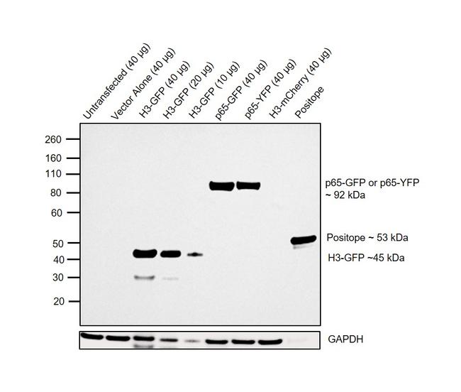 GFP Antibody in Western Blot (WB)