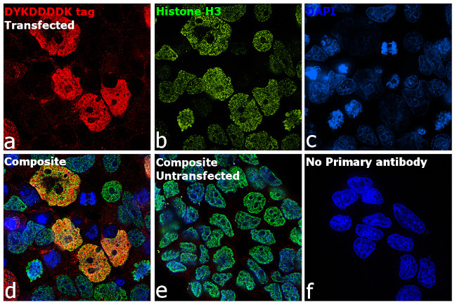 DYKDDDDK Tag Antibody in Immunocytochemistry (ICC/IF)