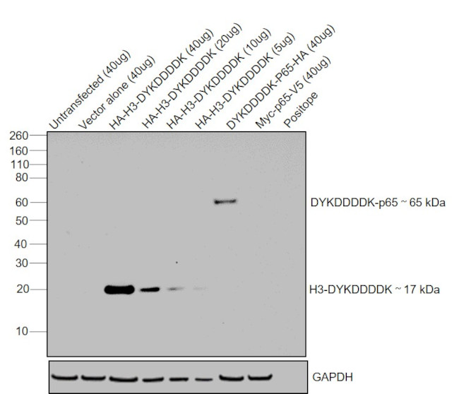 DYKDDDDK Tag Antibody