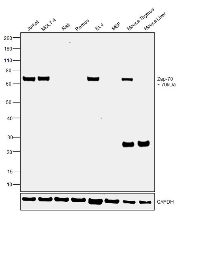 Zap-70 Antibody in Western Blot (WB)