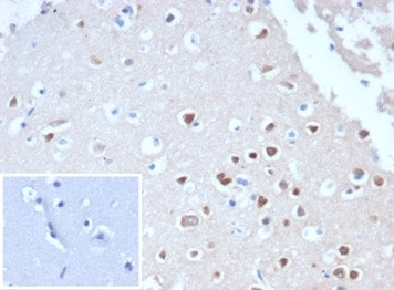 Neuronal-Nuclei (NeuN) (Neuronal Marker) Antibody in Immunohistochemistry (Paraffin) (IHC (P))