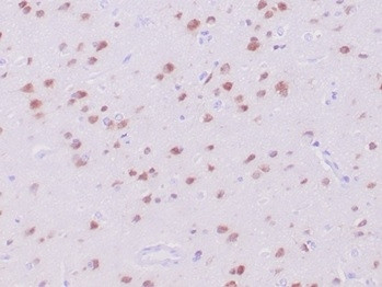 Neuronal-Nuclei (NeuN) (Neuronal Marker) Antibody in Immunohistochemistry (Paraffin) (IHC (P))