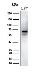 Neuronal-Nuclei (NeuN) (Neuronal Marker) Antibody in Western Blot (WB)