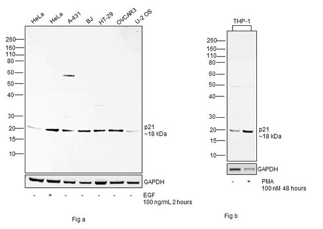 p21 (WAF1, Cip1) Antibody in Western Blot (WB)