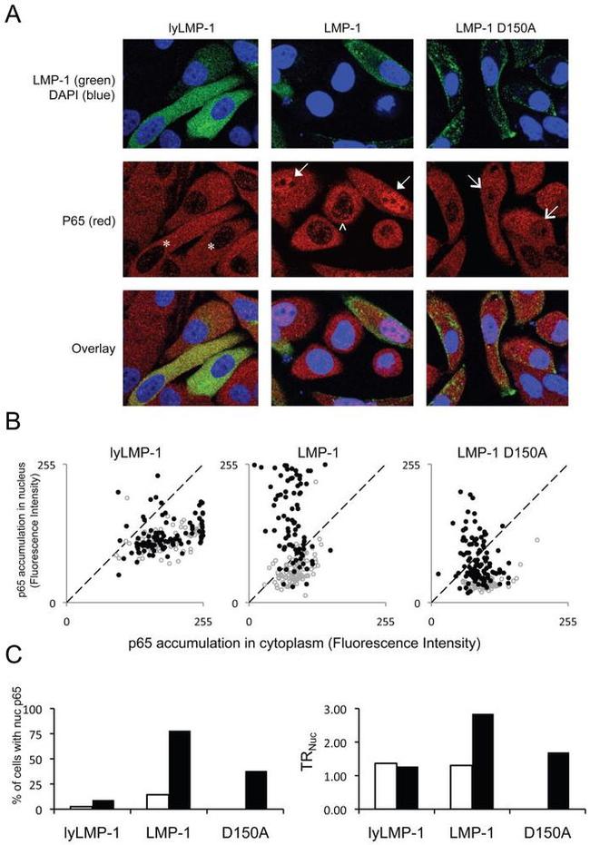 NFkB p65 Antibody in Immunocytochemistry (ICC/IF)