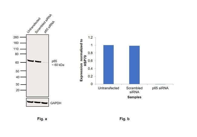 NFkB p65 Antibody in Western Blot (WB)