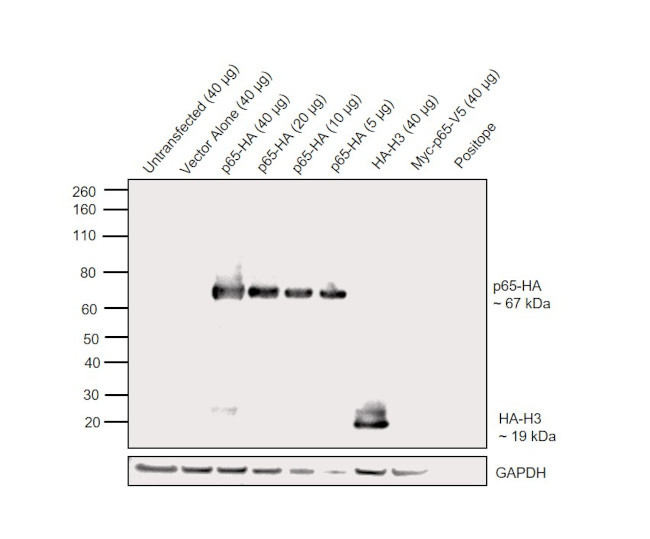 HA Tag Antibody