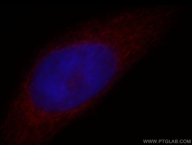 ATP5A1 Antibody in Immunocytochemistry (ICC/IF)