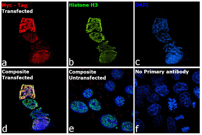 c-Myc Antibody in Immunocytochemistry (ICC/IF)