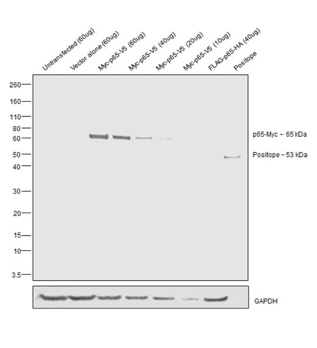 c-Myc Antibody in Western Blot (WB)