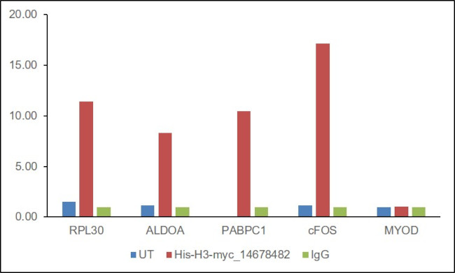 c-Myc Antibody in ChIP Assay (ChIP)