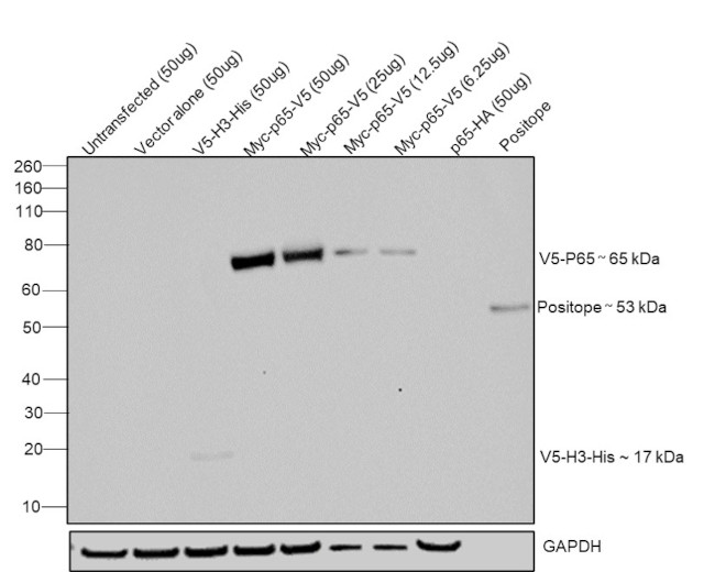 V5 Tag Antibody