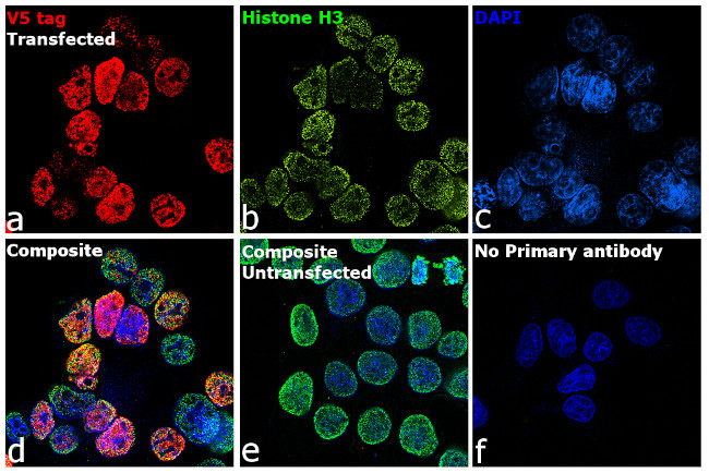 V5 Tag Antibody in Immunocytochemistry (ICC/IF)