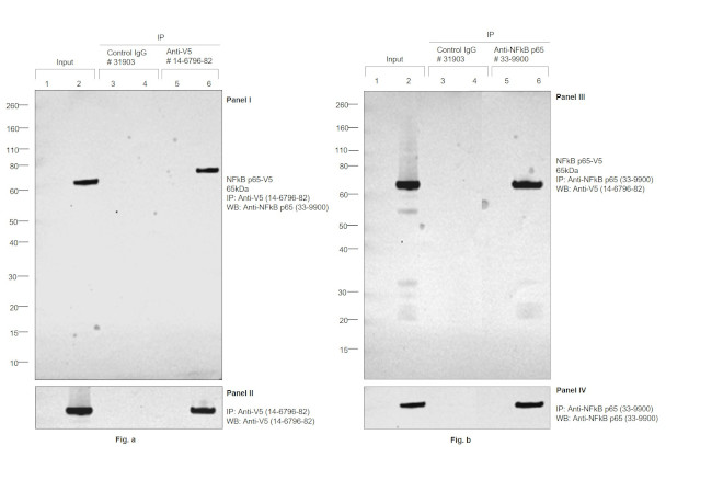 c-Myc Antibody in Immunoprecipitation (IP)