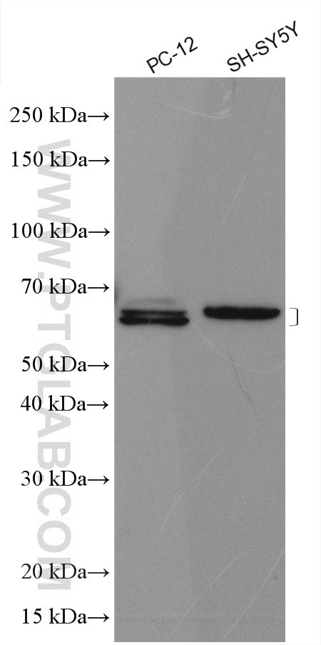 CRMP2 Antibody in Western Blot (WB)