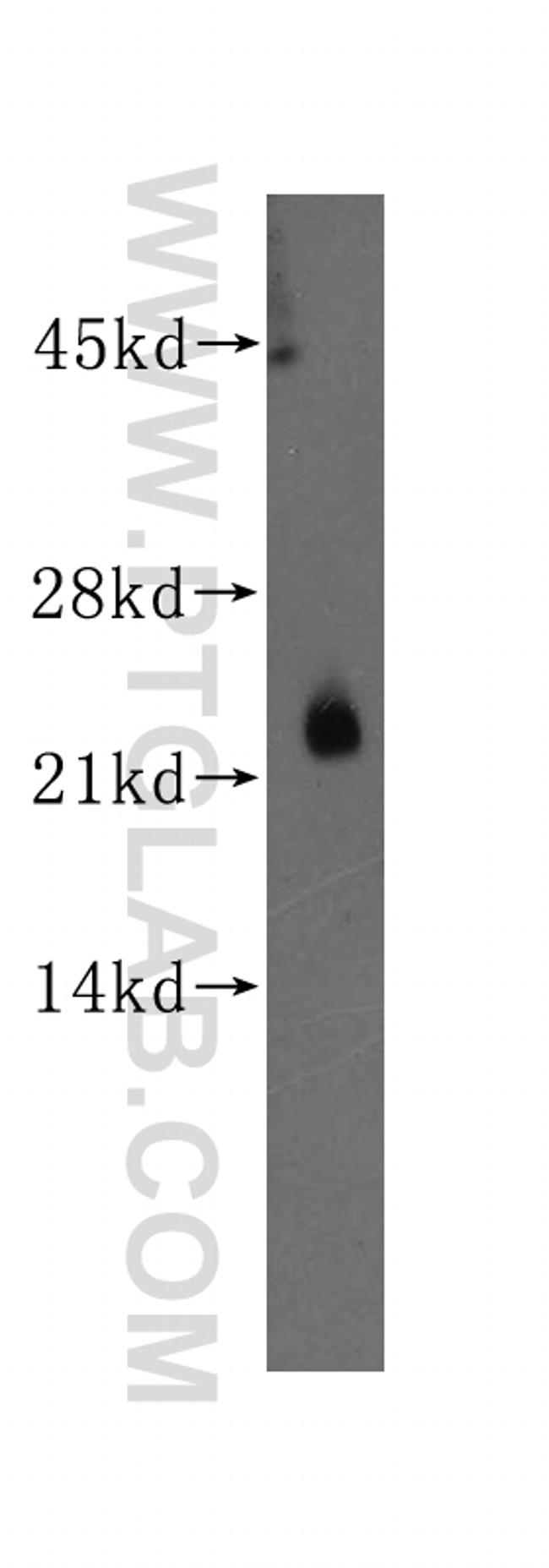 THEM4 Antibody in Western Blot (WB)